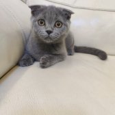 Safkan Scottish Fold