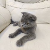 Safkan Scottish Fold