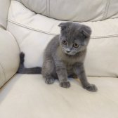 Safkan Scottish Fold