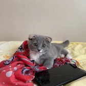 Tatlı Mı Tatlı 2,5 Aylık Scottish Fold Kedimize Ev Sahibi Arıyoruz