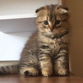 Scottish Fold Long Hair Orijinal Yavrular