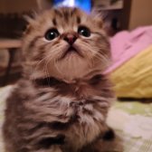 Scottish Fold Long Hair Orijinal Yavrular