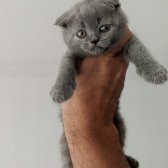 Anne Altından Secereli Scottish Fold/straight Yavrular