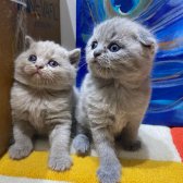 Dişi 3 Adet Scottish Fold Dişi Yavru Kediler