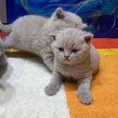 Dişi 3 Adet Scottish Fold Dişi Yavru Kediler