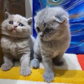 Dişi 3 Adet Scottish Fold Dişi Yavru Kediler