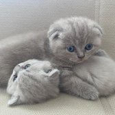 Dişi 3 Adet Scottish Fold Dişi Yavru Kediler