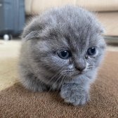 Dişi 3 Adet Scottish Fold Dişi Yavru Kediler