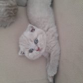 Dişi 3 Adet Scottish Fold Dişi Yavru Kediler