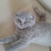 Dişi 3 Adet Scottish Fold Dişi Yavru Kediler