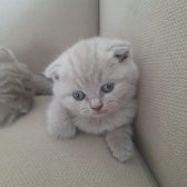 Dişi 3 Adet Scottish Fold Dişi Yavru Kediler