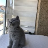 Brittish Shorthair Dişi Yavru