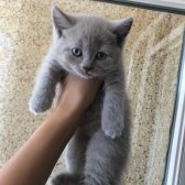 Brittish Shorthair Dişi Yavru