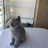 Brittish Shorthair Dişi Yavru