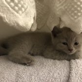 Brittish Shorthair Dişi Yavru