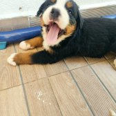 2 Aylık Safkan Bernese Mountain Dog Yavrularımız