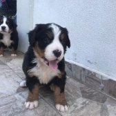 2 Aylık Safkan Bernese Mountain Dog Yavrularımız