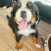 2 Aylık Safkan Bernese Mountain Dog Yavrularımız