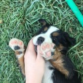 2 Aylık Safkan Bernese Mountain Dog Yavrularımız