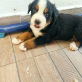 2 Aylık Safkan Bernese Mountain Dog Yavrularımız