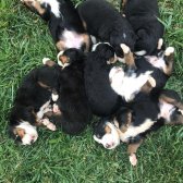 2 Aylık Safkan Bernese Mountain Dog Yavrularımız