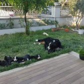 2 Aylık Safkan Bernese Mountain Dog Yavrularımız