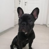 6 Aylık Erkek French Bulldog