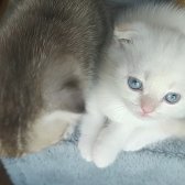 Scottish Fold Golden Ve Silver - İzmit