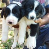 Border Collie Yavrularımız