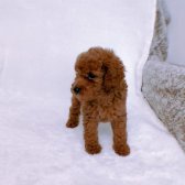 Red Brown Dişi Toy Poodle