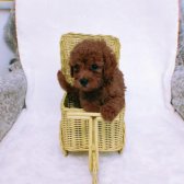 Red Brown Dişi Toy Poodle