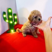 Teddy Bear Erkek Dişi Toy Poodle Yavrular