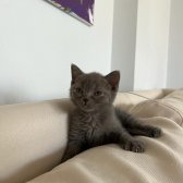 British Shorthair Blue Dişi Yavrumuz