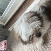 6 Aylık Tuvalet Eğitimli Shih Tzu