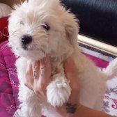 Evinizin Neşesi Terrier Maltese Kızınız Yeni Yuvasını Arıyor