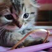 Saf Kan Scottish Fold Long Hair Orijinal Yavrular