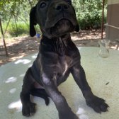 Safkan 45 Günlük Cane Corso