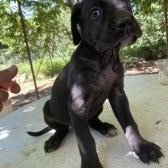 Safkan 45 Günlük Cane Corso