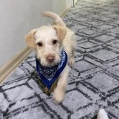 Terrier Sahibini Bekliyor