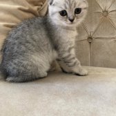 Scottish Fold Ve Straight