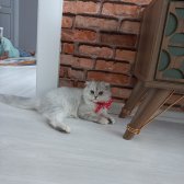 Scottish Fold 5 Aylık Aşıları Tam Malzemeleri Eksiksiz Karneli