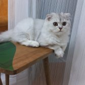 Scottish Fold 5 Aylık Aşıları Tam Malzemeleri Eksiksiz Karneli