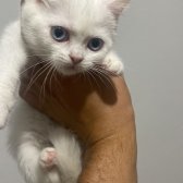 2 Aylık British Shorthair Yavrularımız