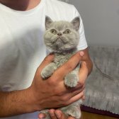 2 Aylık British Shorthair Yavrularımız