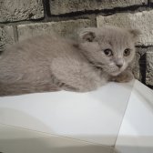 2 Aylık British Shorthair Yavrularımız