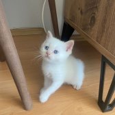 2 Aylık British Shorthair Yavrularımız