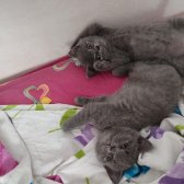 Safkan British Shorthair Sevgi Dolu Ve Oyuncu Yavru Kediler