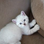 British Shorthair Anne Evinde Son Yavru