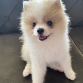 4.5 Aylik Disi Pomeranian