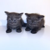 British Shorthair Yavru Erkek 2 Aylık